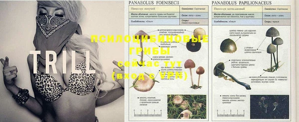 MESCALINE Елизово